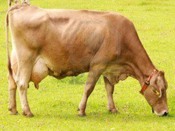 Cattle Farming Techniques